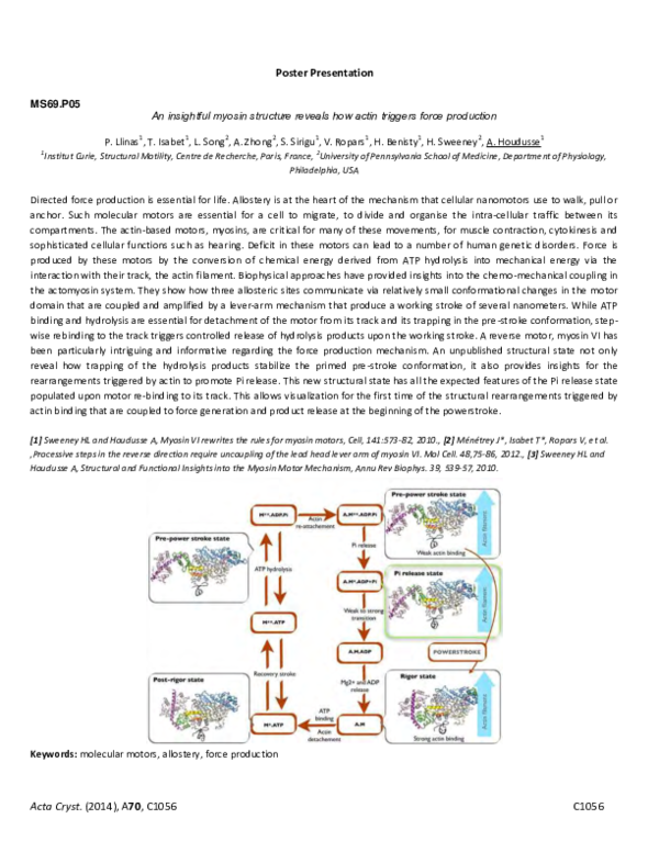 (PDF) Structural and Functional Insights into the Myosin Motor Mechanism