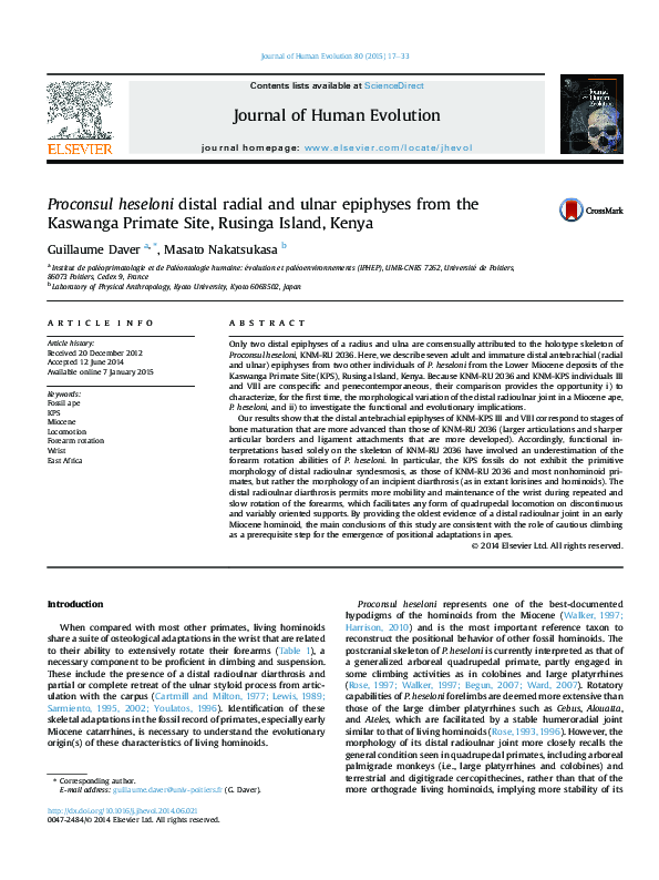 (PDF) Morphological Variation of Distal Epiphyses in Proconsul heseloni