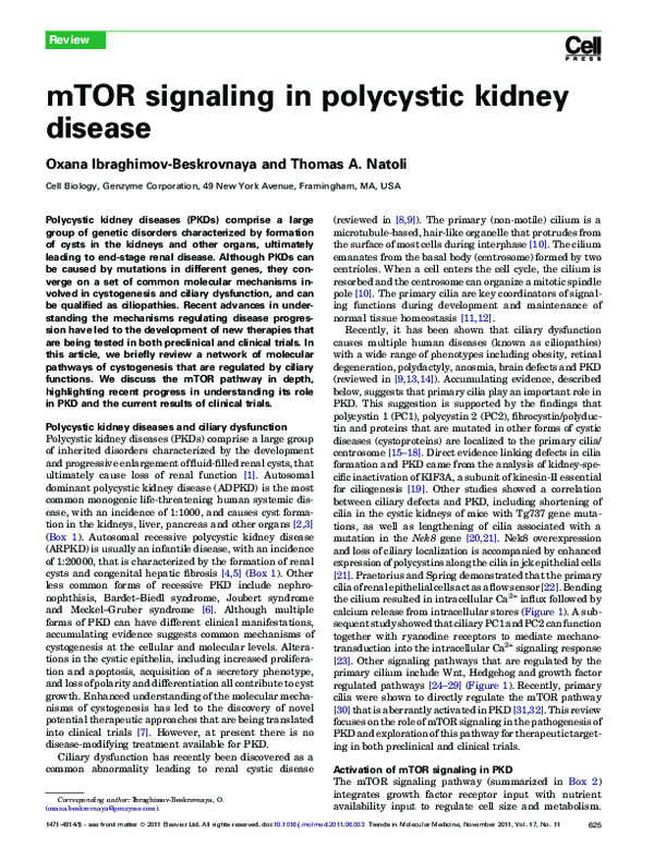 (PDF) mTOR signaling in polycystic kidney disease