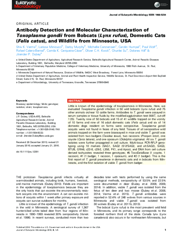 (PDF) Antibody Detection and Molecular Characterization of Toxoplasma ...