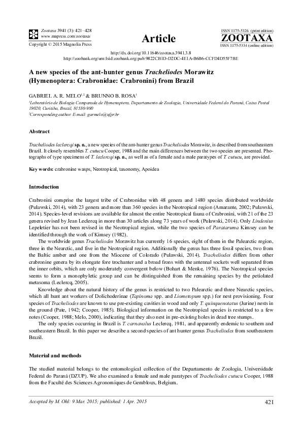 (PDF) A new species of the ant-hunter genus Tracheliodes Morawitz ...