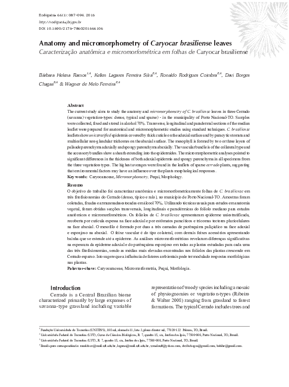 (PDF) Caryocar brasiliense Leaf Anatomy & Morphometry