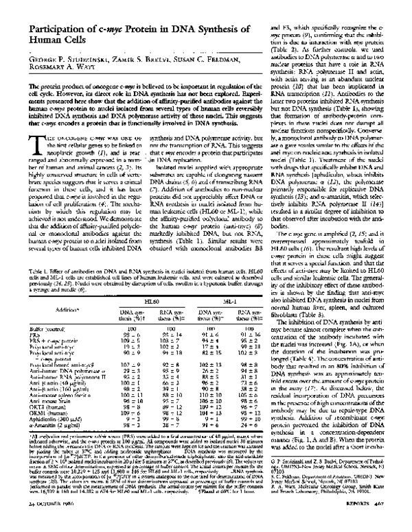 (PDF) Participation of c- myc Protein in DNA Synthesis of Human Cells