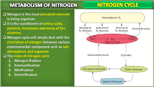 (PDF) Nitrogen Cycle Biology Notes