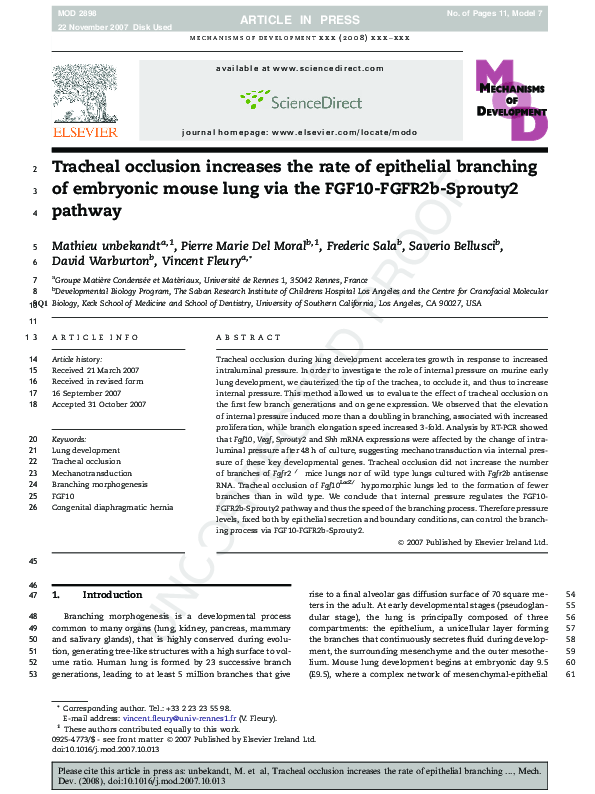 (PDF) Tracheal occlusion increases the rate of epithelial branching of ...