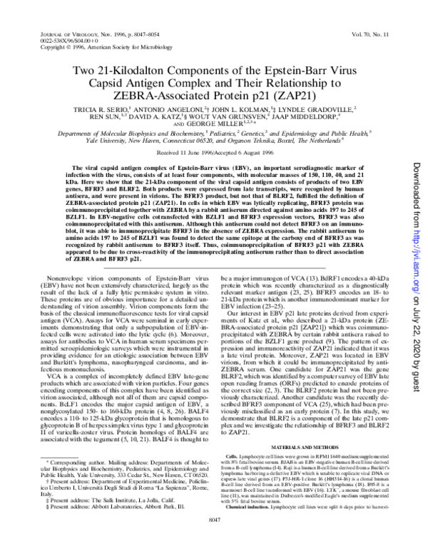 (PDF) Two 21-kilodalton components of the Epstein-Barr virus capsid ...