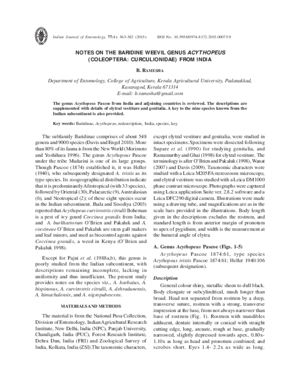 (PDF) NOTES ON THE BARIDINE WEEVIL GENUS ACYTHOPEUS (COLEOPTERA ...