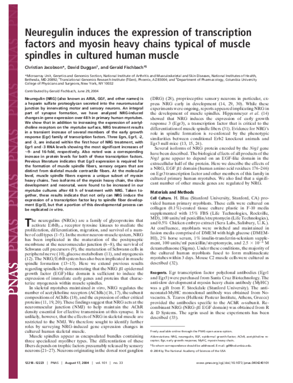 (PDF) Neuregulin induces the expression of transcription factors and ...