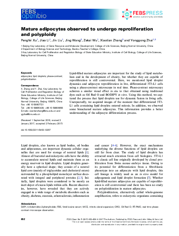 (PDF) Mature adipocytes observed to undergo reproliferation and polyploidy