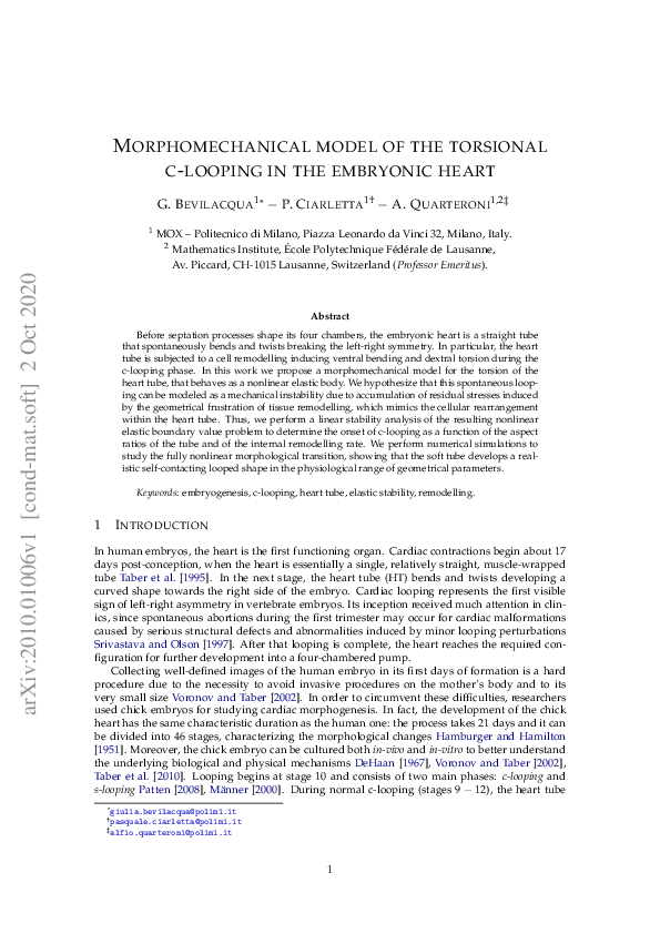  pdf morphomechanical model of the torsional c looping in the