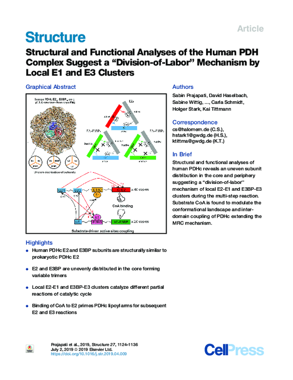 (PDF) Structural and Functional Analyses of the Human PDH Complex ...
