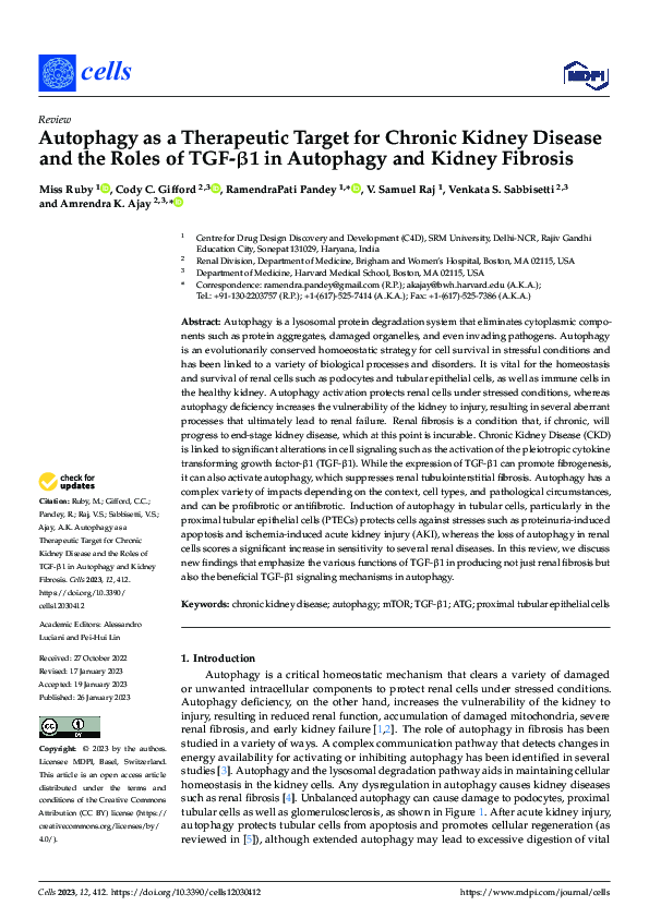 (PDF) Autophagy as a Therapeutic Target for Chronic Kidney Disease and ...