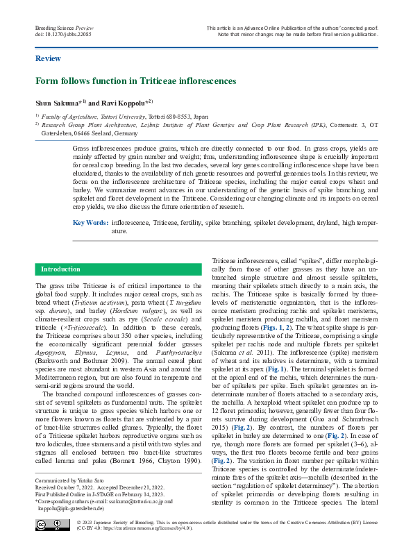 (PDF) Form follows function in Triticeae inflorescences