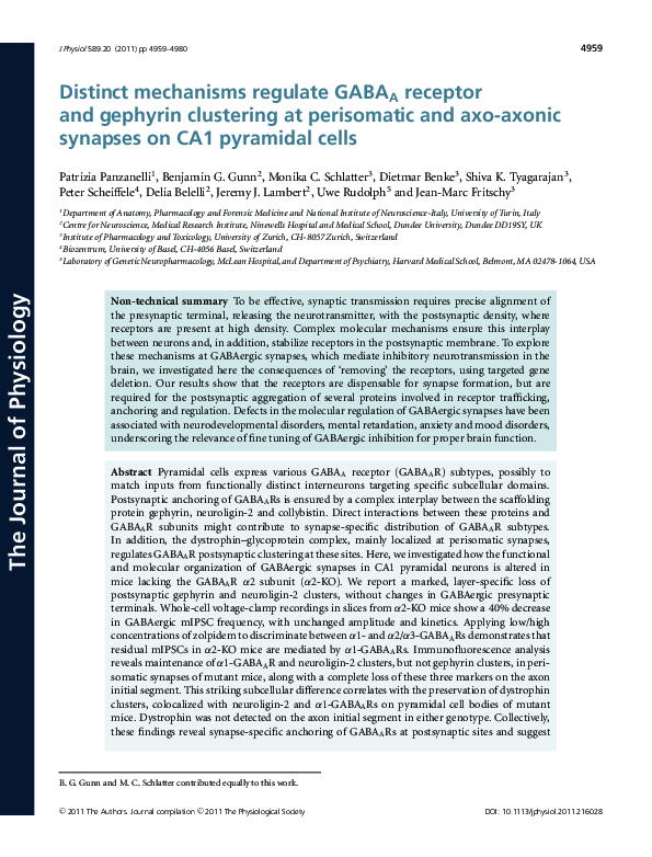 (PDF) Distinct mechanisms regulate GABAAreceptor and gephyrin ...