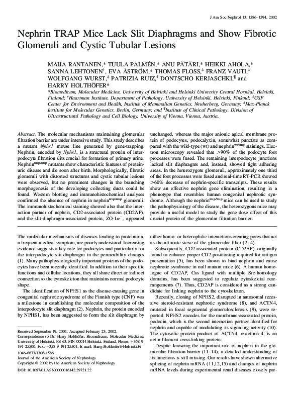 (PDF) J Am Soc Nephrol 13: 1586 1594 2002 Nephrin TRAP Mice Lack Slit