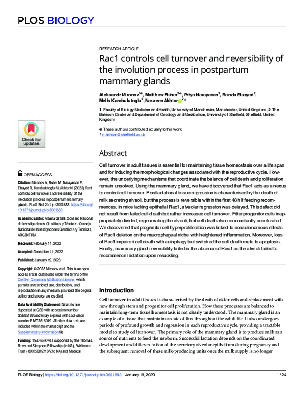 Rac1 controls cell turnover and reversibility of the involution process ...