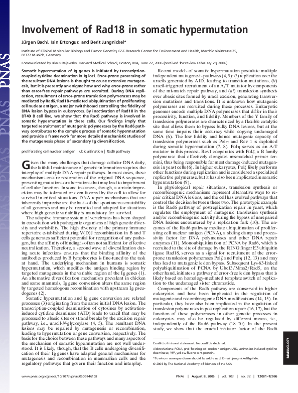 (PDF) Involvement of Rad18 in somatic hypermutation