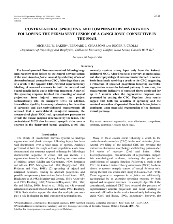 (PDF) Contralateral Sprouting and Compensatory Innervation Following ...
