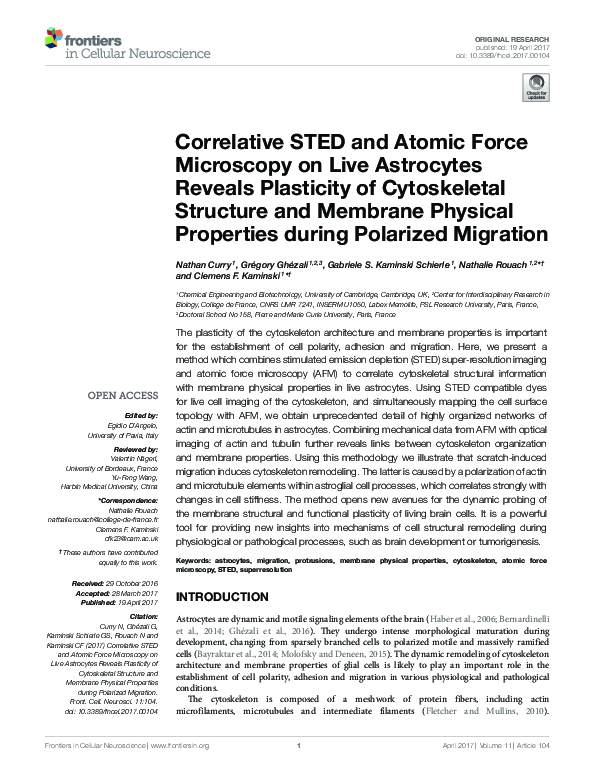(PDF) Correlative STED and Atomic Force Microscopy on Live Astrocytes ...