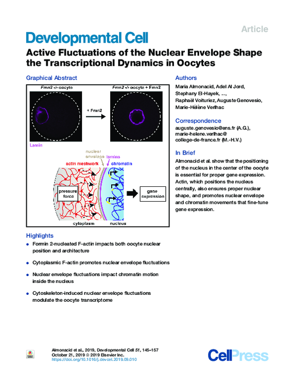 (PDF) Active Fluctuations of the Nuclear Envelope Shape the ...