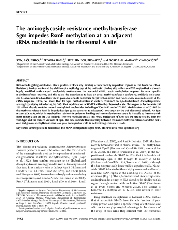 The aminoglycoside resistance methyltransferase Sgm impedes RsmF ...